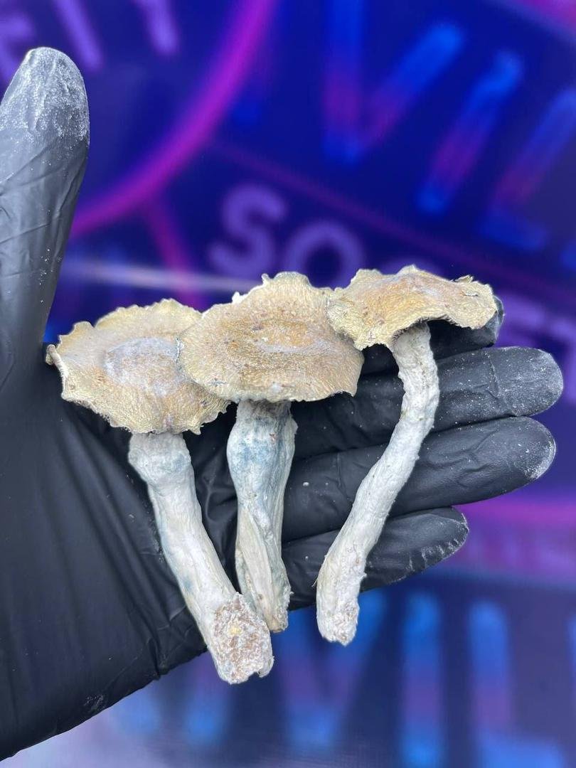 Mushrooms - Image 3